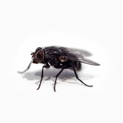 #21 זבובים ברפת