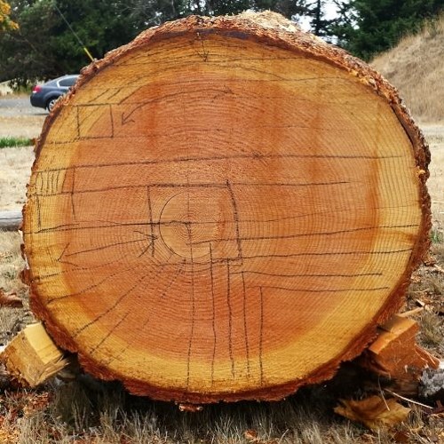 1.1 - Illegal Logging