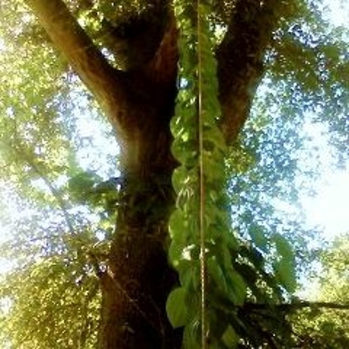 Tree Crowns (Live)