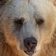 Wulfgar the Bear ft. The Tribe