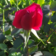 ROOT DOWN AND BLOOM                      by Duckfoot Johnson ©2013