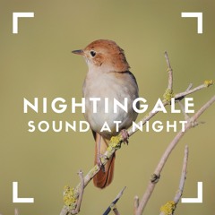 Nightingale Sound At Night