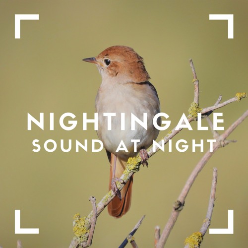 Stream Nightingale Sound At Night by Meditation Relax Club | Listen