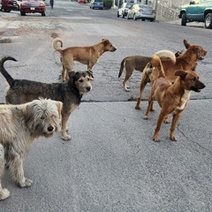 Perros sin hogar