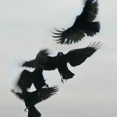 Birds