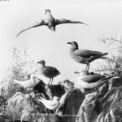 鳥たちの天空航法