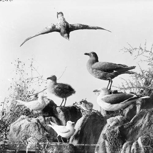 鳥たちの天空航法