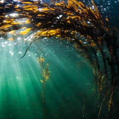 Maor Levi - 'Am I Dreaming' (Orca Silent Remix) [Free Download]