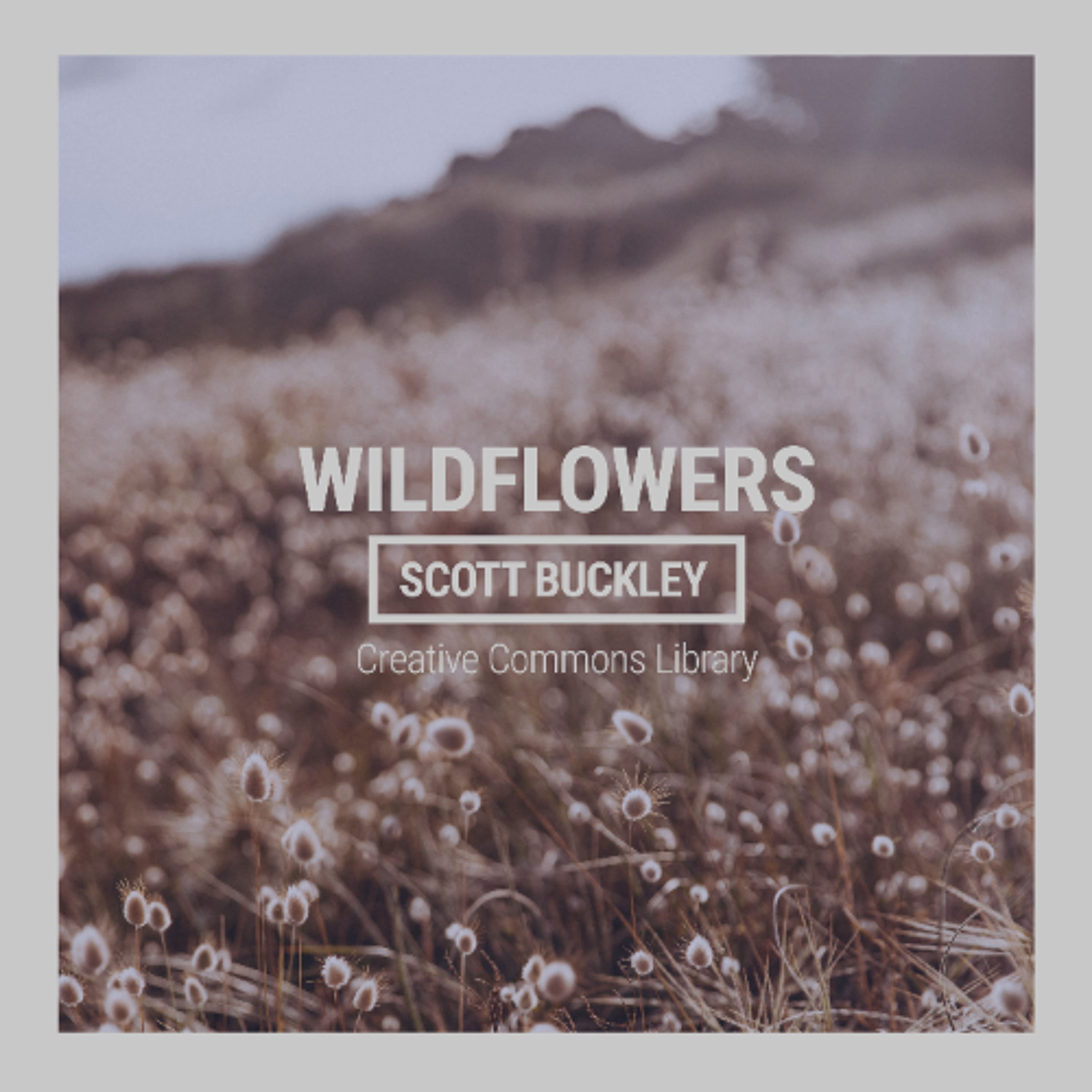 Wildflowers (CC-BY) episode artwork