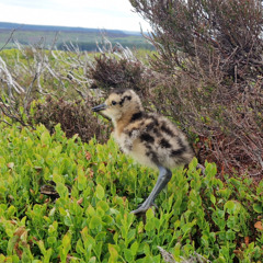 Curlew chicks