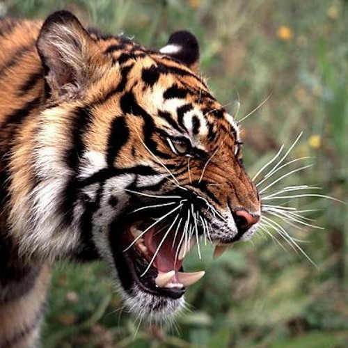 siberian tiger roaring