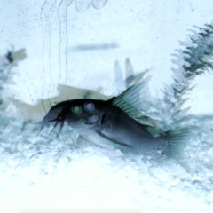 Endemism