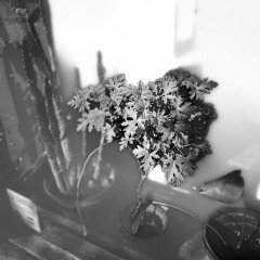 sstart.act.lop {disquiet0724}