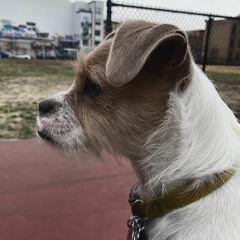 I Don't Blame The Rats (Mastered)