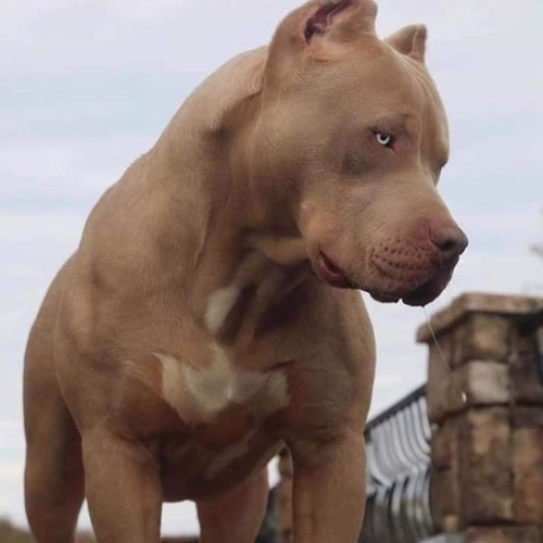 Sub Cradles ( M A N U  9 8 7 ) Z02O .mp3