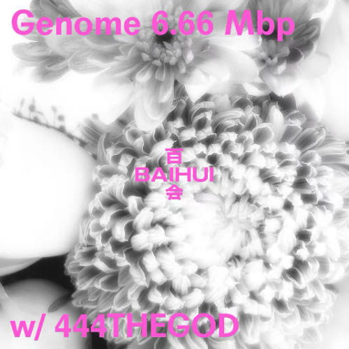 Genome 6.66 Mbp w/ 444thegod on Baihui Radio