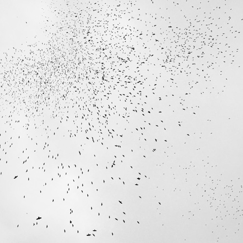 Shahin Souri - Flow