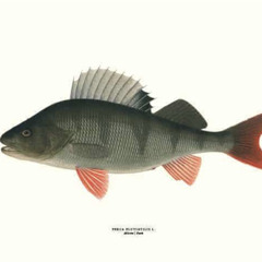Delicate Fisk