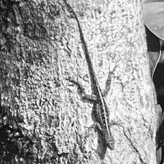 Hit a donut with a Rocket