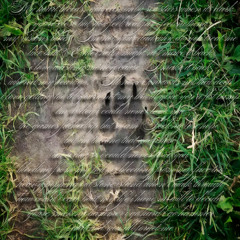 Fist Bump (prod. Dog)