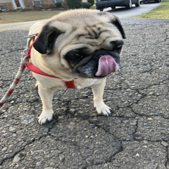 101 Airborn Division