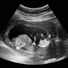 chce mieć dwa koty z janem kubatem