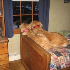 two lost dogs trying to find a life that makes sense