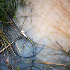 Water Boatmen