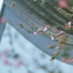 Kẻ đánh cắp thời gian - Tỉnh Lung | 岁月神偷