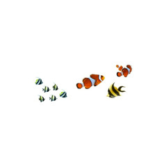 Music Is an International Language