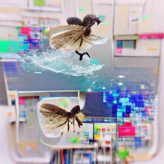 icouldfly