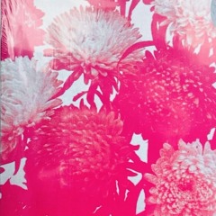 as above, so below (hypnagogic flowers)