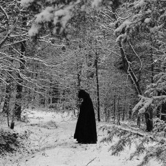 Winter forest