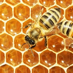 A Taste of Honey