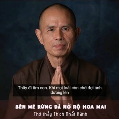 Bên mé rừng đã nở rộ hoa mai thơ Thiền sư Thích Nhất Hạnh