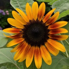 Peace & Love Disaster