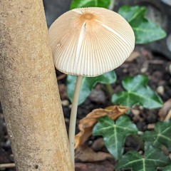 Friday Night - Persian Folk Music