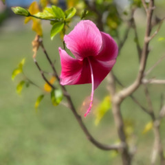 Uwa kan siè nqeni akar fuu oh pwan maram by Awaw