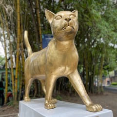 Gata Vellocino De Oro