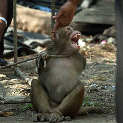 SQUID GAMES FREESTYLE