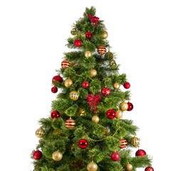 Exp. 31/C-6 – Nordmanntanne