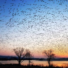 Snow Geese (demo)