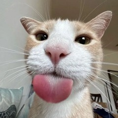 WEEK 118 - 20260104 sillymode