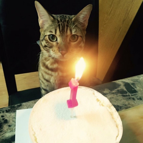 Stream Joyeux Anniversaire Happy Birthday By Le Chat Au Cafe Listen Online For Free On Soundcloud