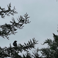 raven