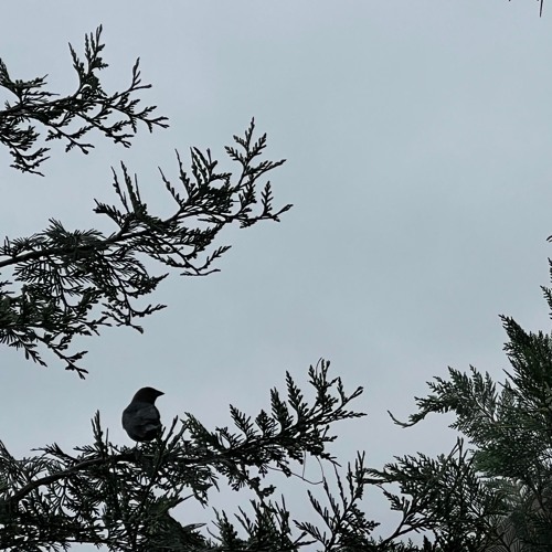 raven