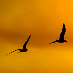 Birds Come Birds Go