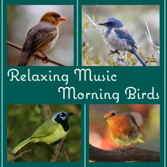 Stress Relief Calm Oasis