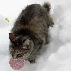 Salami Snow Cat