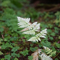 Metabolizing (ecology)